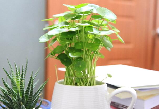辦公室植物有何風水作用？辦公室植物的風水要點