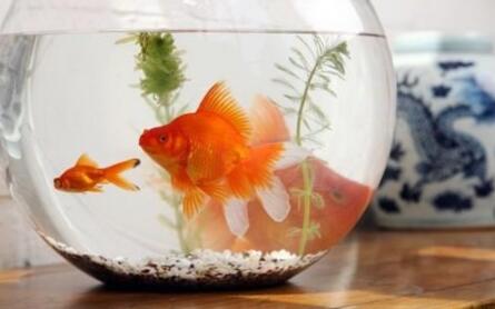 在辦公室里怎么養(yǎng)魚？辦公室養(yǎng)魚的風(fēng)水講究