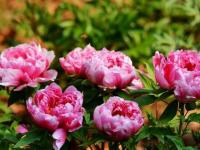 昆明：68萬人曇華寺樂賞牡丹