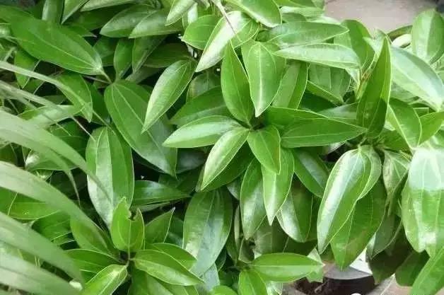 花卉焉了不要緊，這里有最全的補救措施