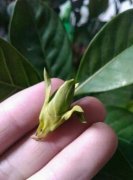 花苞掉了，趕緊這么做