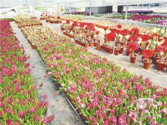 疫情之后花卉產(chǎn)業(yè)開(kāi)展自救