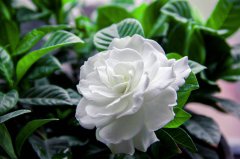 梔子花愛(ài)喝啤酒水，定期來(lái)上半瓶，葉子油綠，