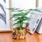 西安酒店的綠植租賃文竹一到夏天就徒長(zhǎng)，枝條