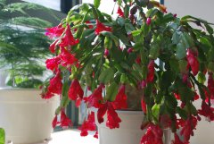 蟹爪蘭長(zhǎng)花苞的時(shí)候 做好這幾步 不掉苞 開(kāi)花又