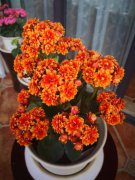 長(zhǎng)壽花不長(zhǎng)花苞？這樣做，滿(mǎn)枝頭都是花苞！