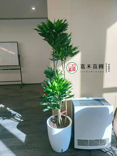 西安酒店綠植租擺|西安嘉禾苗圃