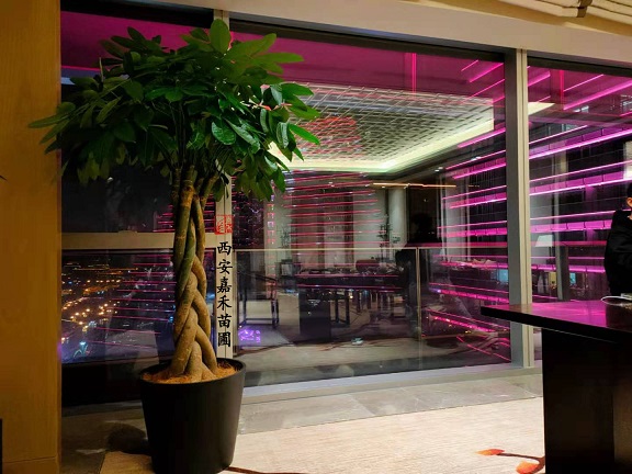 西安酒店花卉租賃|西安嘉禾苗圃 西安酒店花卉租賃|西安嘉禾苗圃