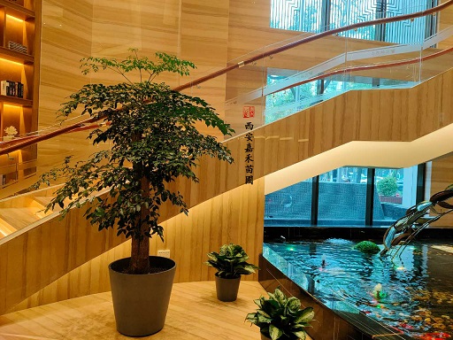 西安酒店綠植租賃價(jià)格|西安嘉禾苗圃 西安酒店綠植租賃價(jià)格|西安嘉禾苗圃