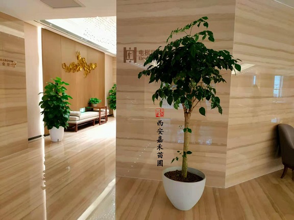 西安酒店綠植租賃美陳如何布置