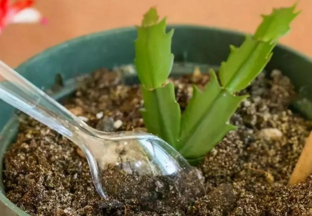 秋冬扦插蟹爪蘭|西安嘉禾苗圃