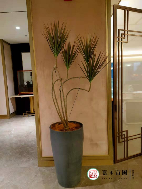 酒店綠植花卉出租公司|西安嘉禾苗圃 酒店綠植花卉出租公司|西安嘉禾苗圃