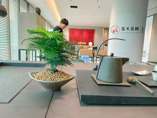 西安酒店臥室綠植租賃就養(yǎng)盆&ldquo;它&rdquo;，幫助睡眠！