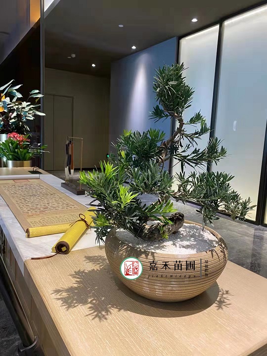 西安酒店花卉租擺效果圖|西安嘉禾苗圃 西安酒店花卉租擺效果圖|西安嘉禾苗圃