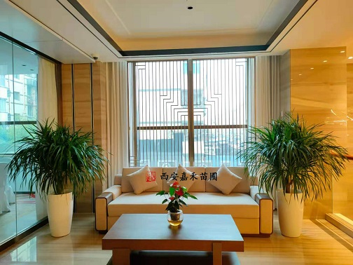 酒店綠植租擺盆栽植物養(yǎng)護方法