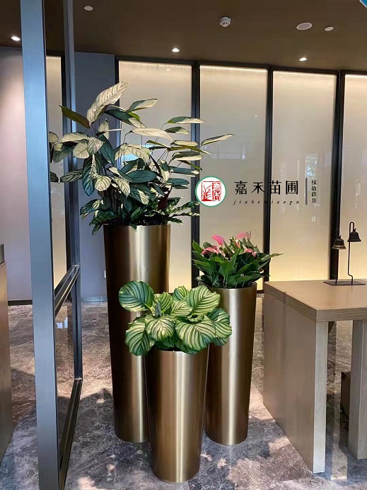 西安酒店綠植花卉租賃公司|西安嘉禾苗圃 西安酒店綠植花卉租賃公司|西安嘉禾苗圃
