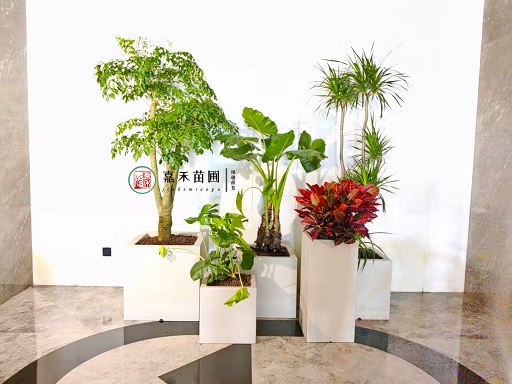 室內(nèi)設(shè)計(jì)公司通常會(huì)提供哪些酒店花卉綠植租賃的建議和方案？