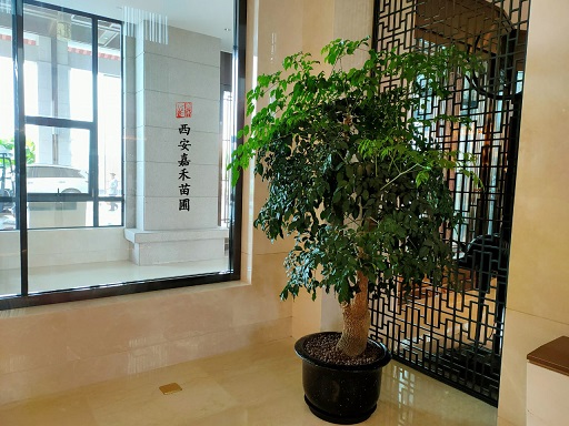 提升酒店魅力：選擇花卉綠植租擺