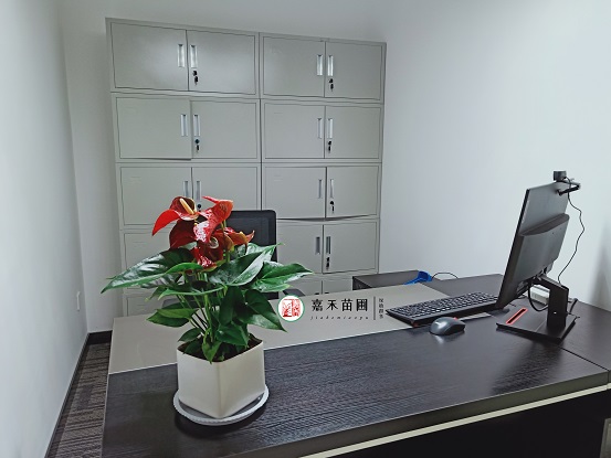 西安花卉租賃這樣養(yǎng)紅掌，結(jié)出1把小種子，1盆變10盆，年年開花爆盆！