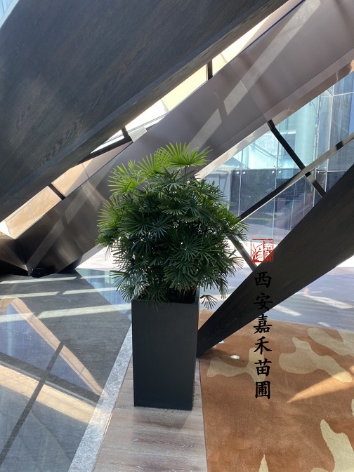 西安酒店花卉租賃|西安嘉禾苗圃