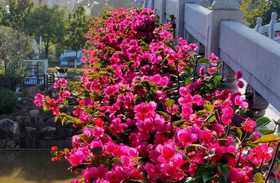 西安綠植租賃推薦|三角梅頻頻掉花苞，主要是4個方面沒做好，趕緊改正！