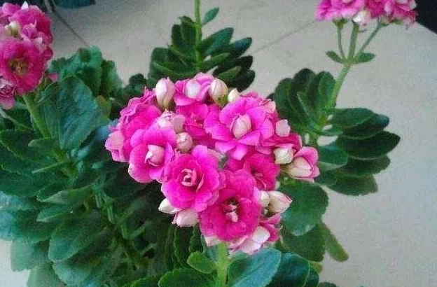 夏天西安花卉租賃養(yǎng)護(hù)|西安嘉禾苗圃