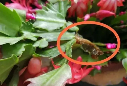 蟹爪蘭的葉片&ldquo;軟趴趴&rdquo;，學會3招，葉片立馬翠綠堅挺！