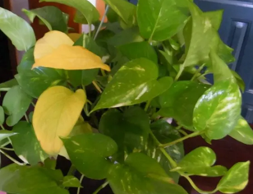 綠蘿葉子發(fā)黃怎么辦？解決方法都在這里！