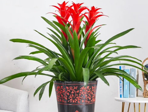 適合冬天養(yǎng)的4種&ldquo;喜陰花&rdquo;，家里光線不好，也能嗖嗖長！