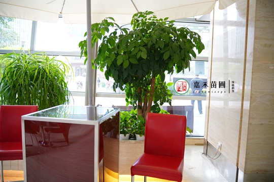 西安酒店綠植租賃|西安嘉禾苗圃
