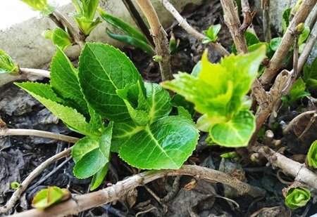 開春了，鐵線蓮和繡球花抓緊修剪、施肥！