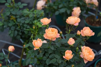 3、4月份養(yǎng)月季，做好5個&ldquo;要點&rdquo;，讓它葉子油綠，繁花似錦