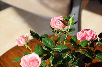 花盆里總是招蟲子？往盆里撒點這個，就能徹底消滅！