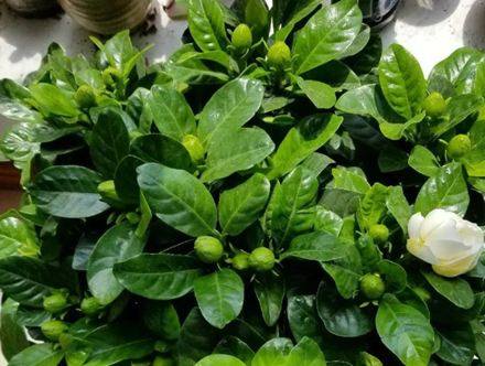 梔子花難養(yǎng)，怎么養(yǎng)才能多開花！