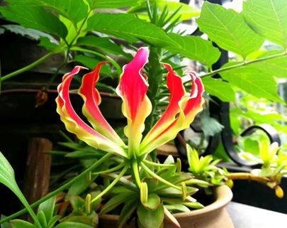 嘉蘭百合，百合里它最耐陰！