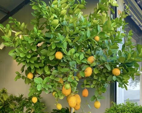 廣東香水檸檬&mdash;&mdash;&ldquo;活&rdquo;的香水花，凈化空氣又漂亮