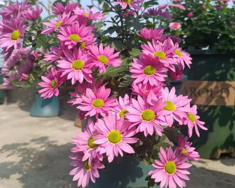 菊花小苗，收到后怎么種？