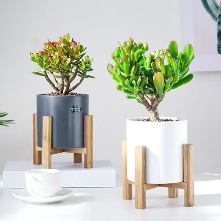 夏天養(yǎng)玉樹，牢記&ldquo;1要4不要&rdquo;，葉子青翠油亮，再長一大截！