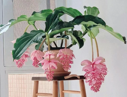 此花人稱&ldquo;花中貴婦&rdquo;，枝條掛滿燈籠花，優(yōu)雅大氣人人愛