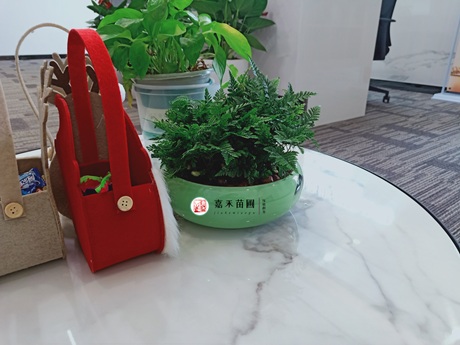 冬季養(yǎng)室內(nèi)的植物要怎么避免黃葉掉葉，澆水施肥有啥技巧？